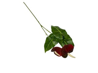 Photoroom_20250609_110932 Mică