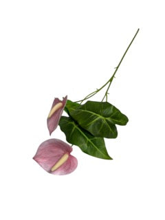 Photoroom_20250609_110954 Mică