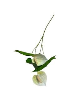 Photoroom_20250609_111400 Mică