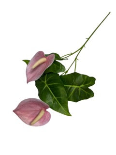 Photoroom_20250609_111531 Mică