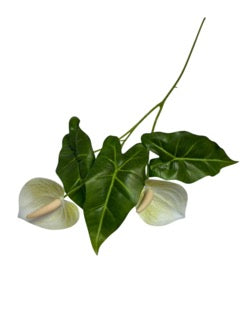 Photoroom_20250609_111626 Mică