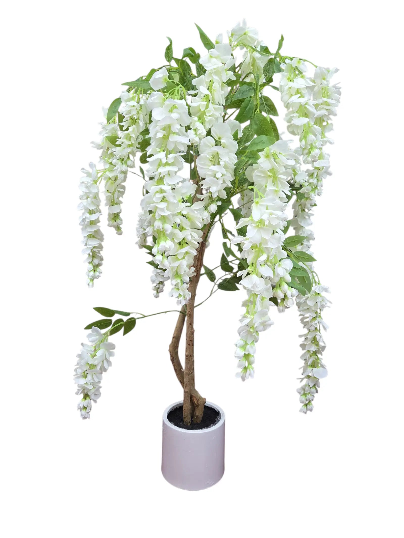 IMG_7999716334278087156 (1)