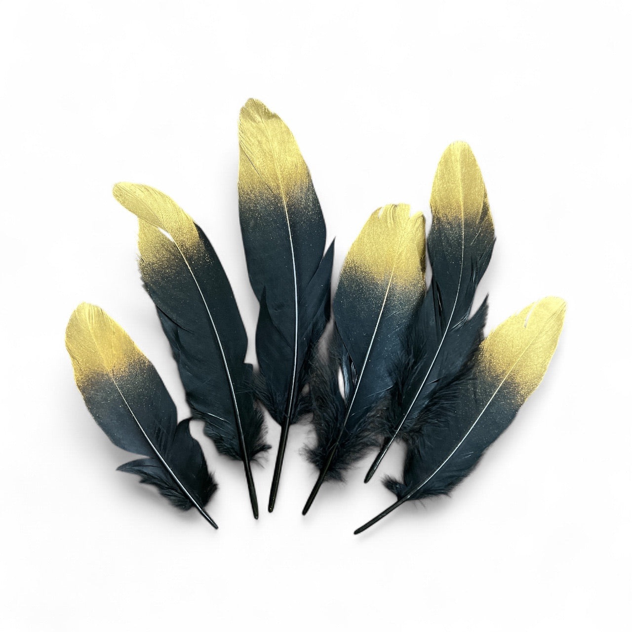 Photoroom_20250925_145526