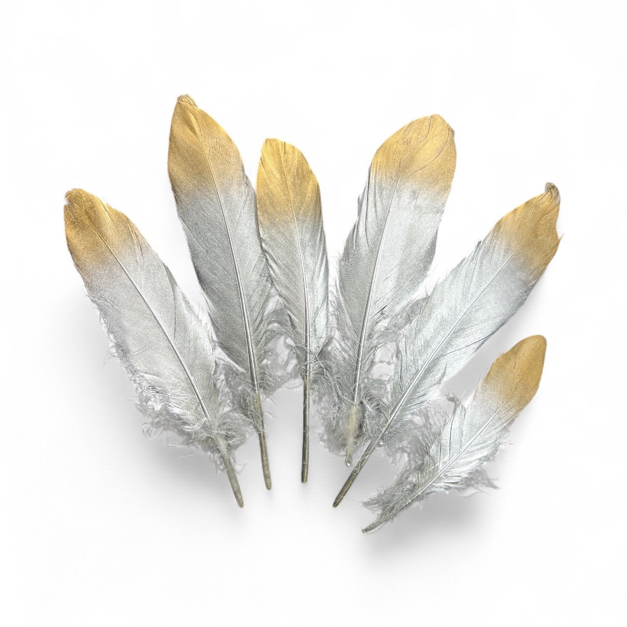 Photoroom_20250925_145645