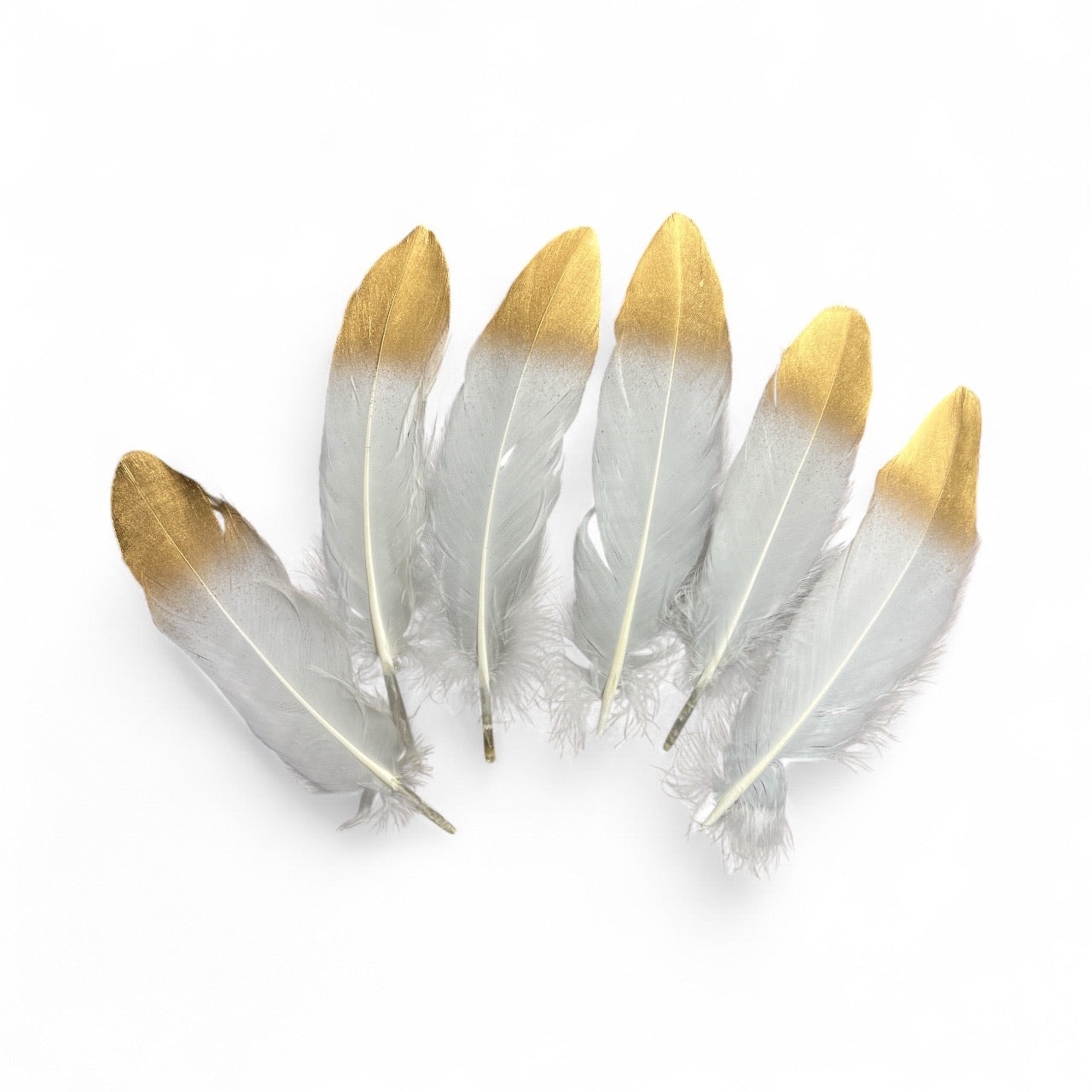 Photoroom_20250925_145819