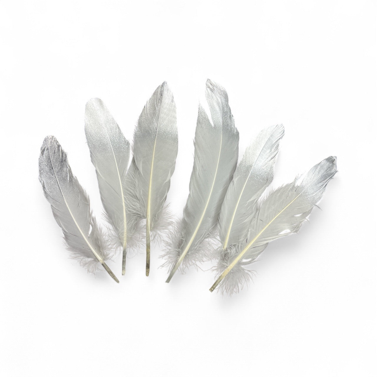 Photoroom_20250925_145938