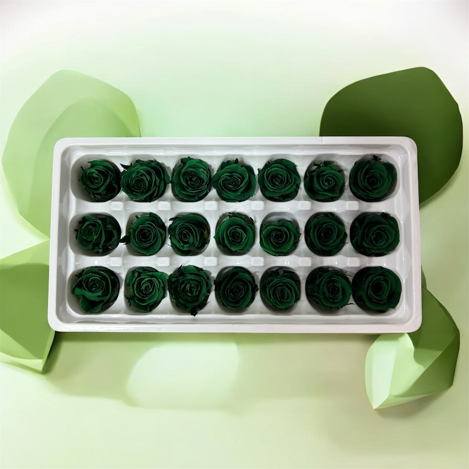 Trandafiri Criogenati 21/set