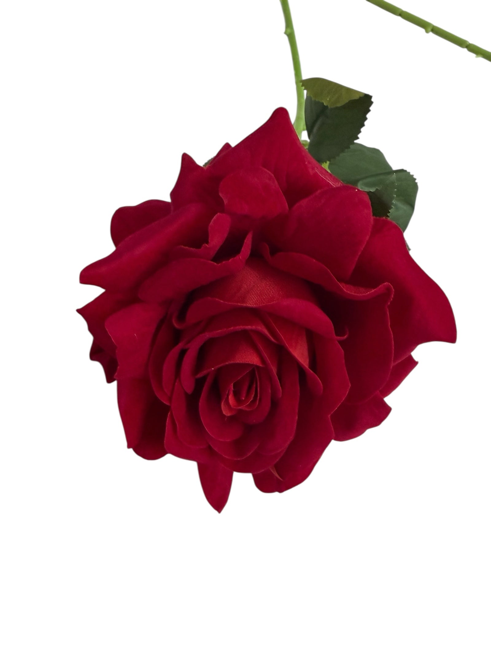 Photoroom_010_20251211_152835