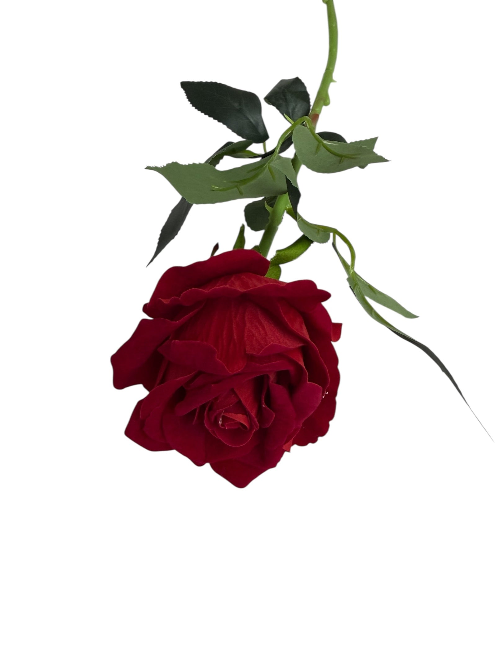 Photoroom_004_20251211_152835