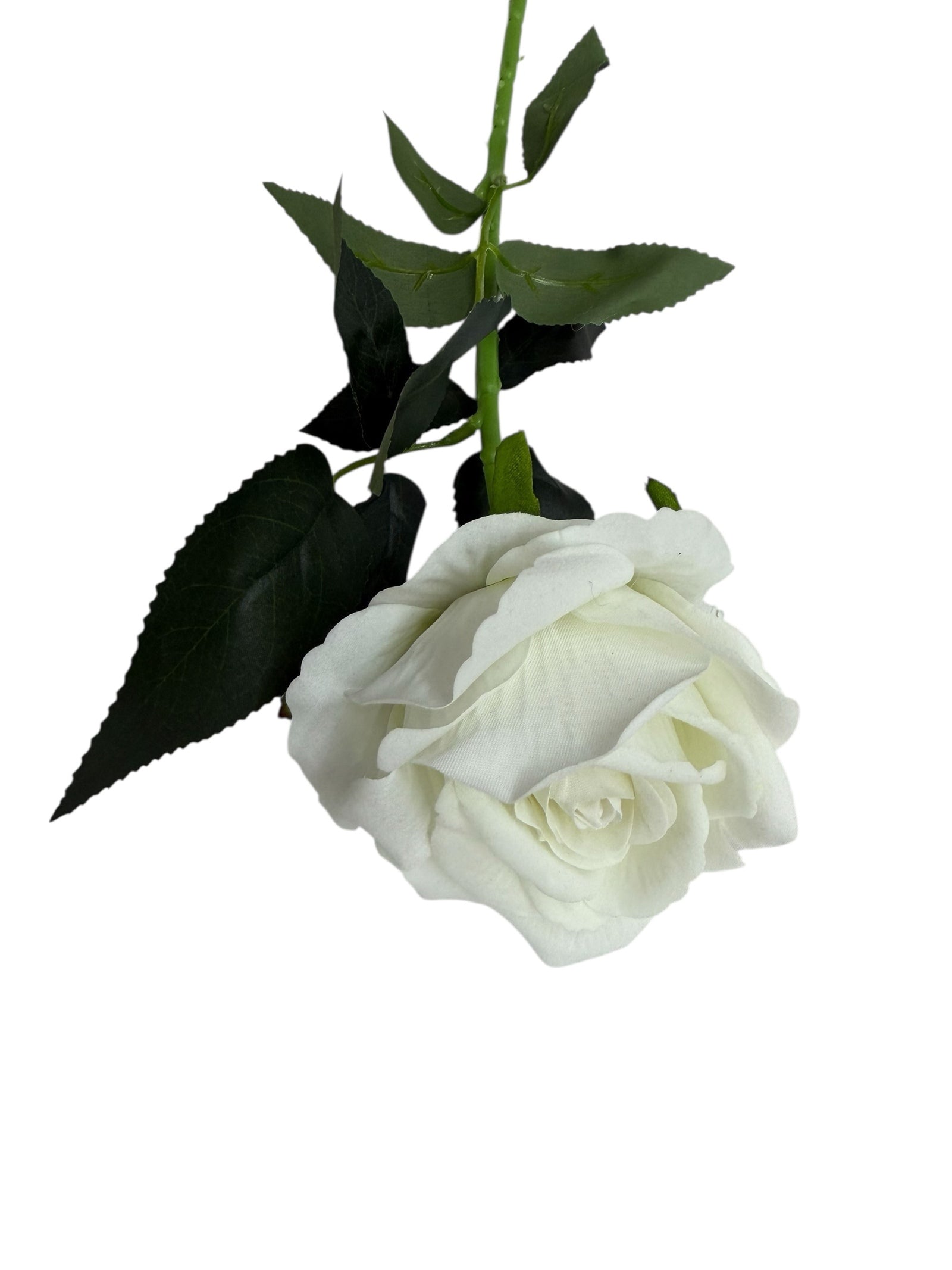 Photoroom_005_20251211_152835