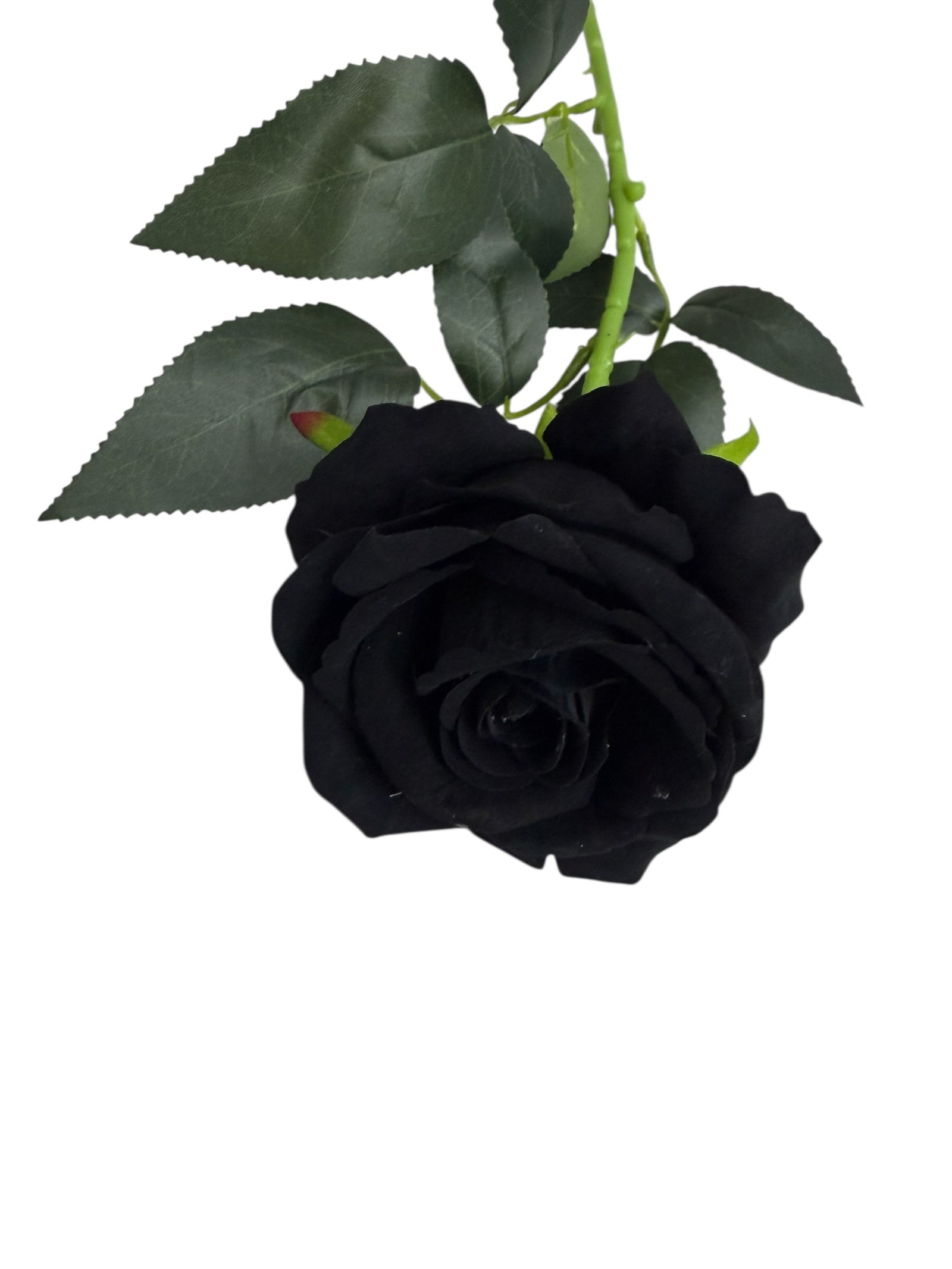 Photoroom_006_20251211_152835