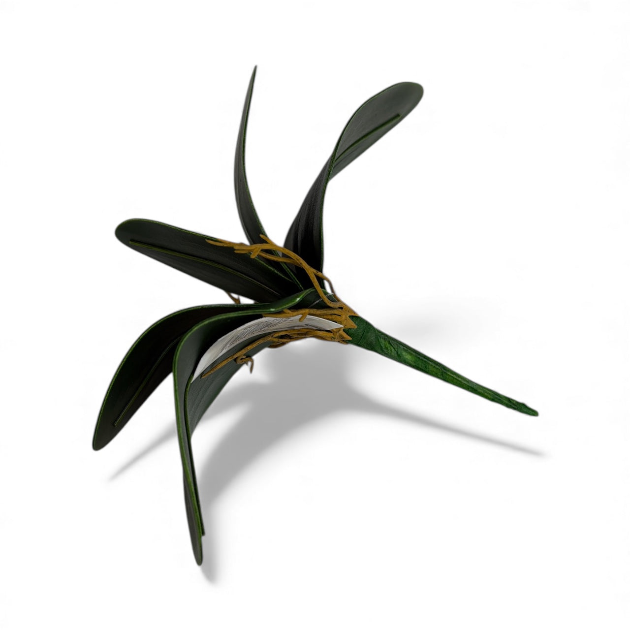 Photoroom_20251211_151532