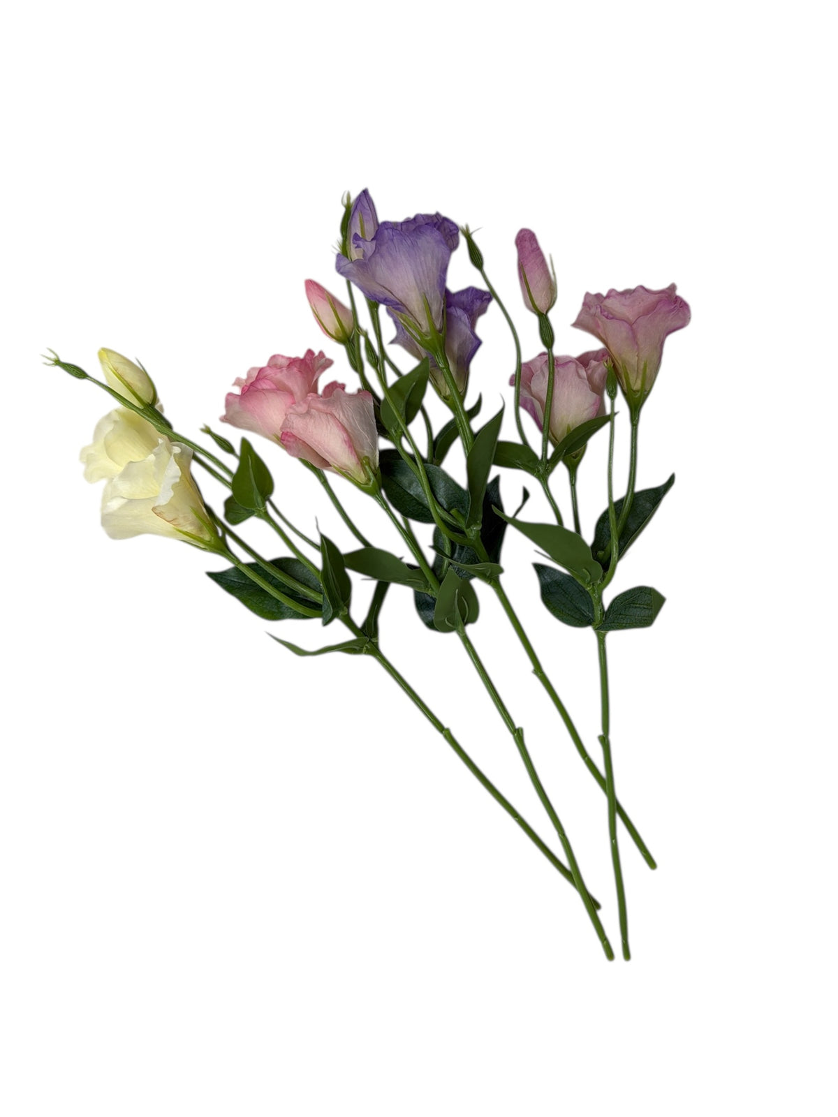 Photoroom_20251211_160329