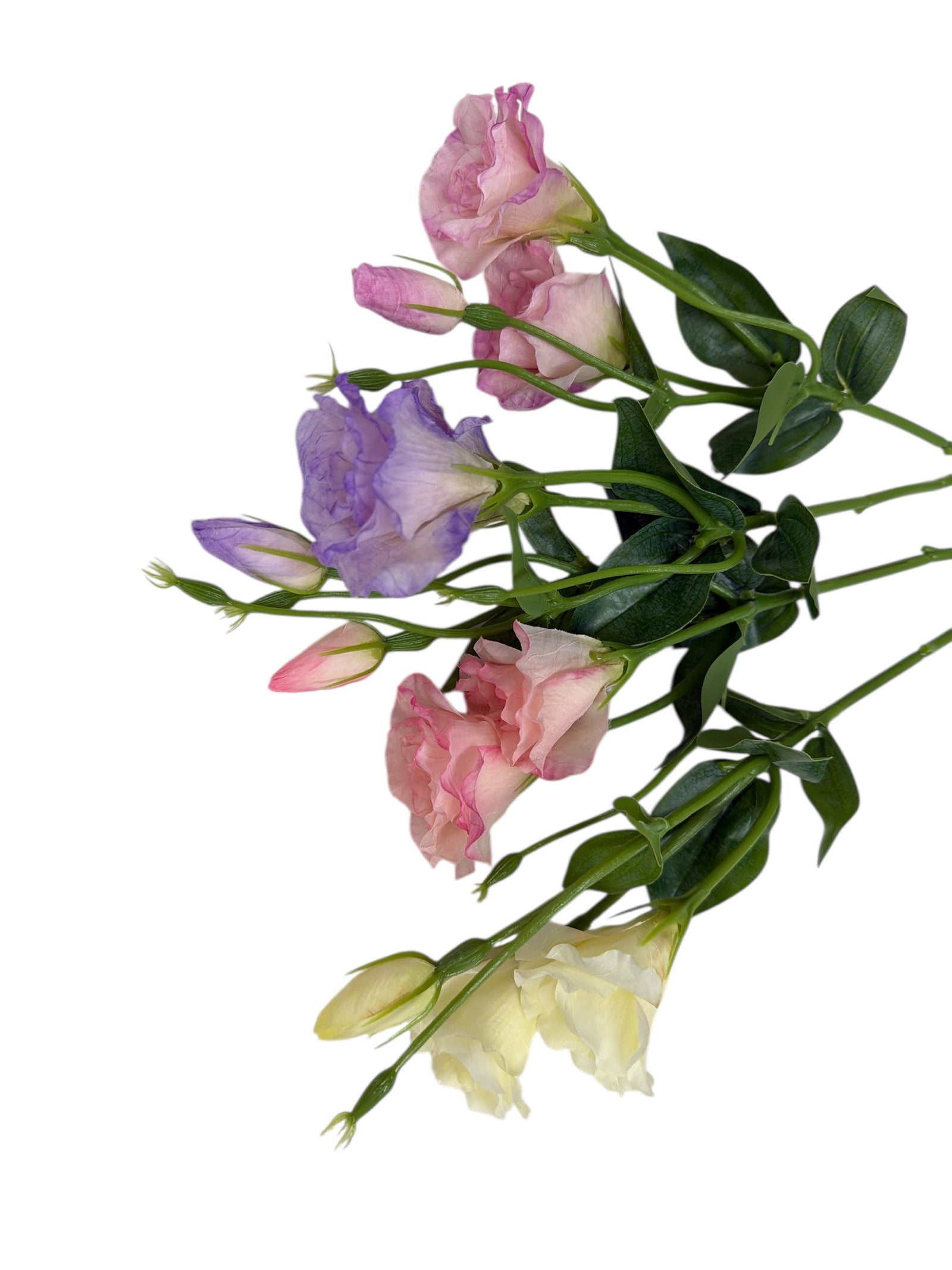 Photoroom_20251211_160415