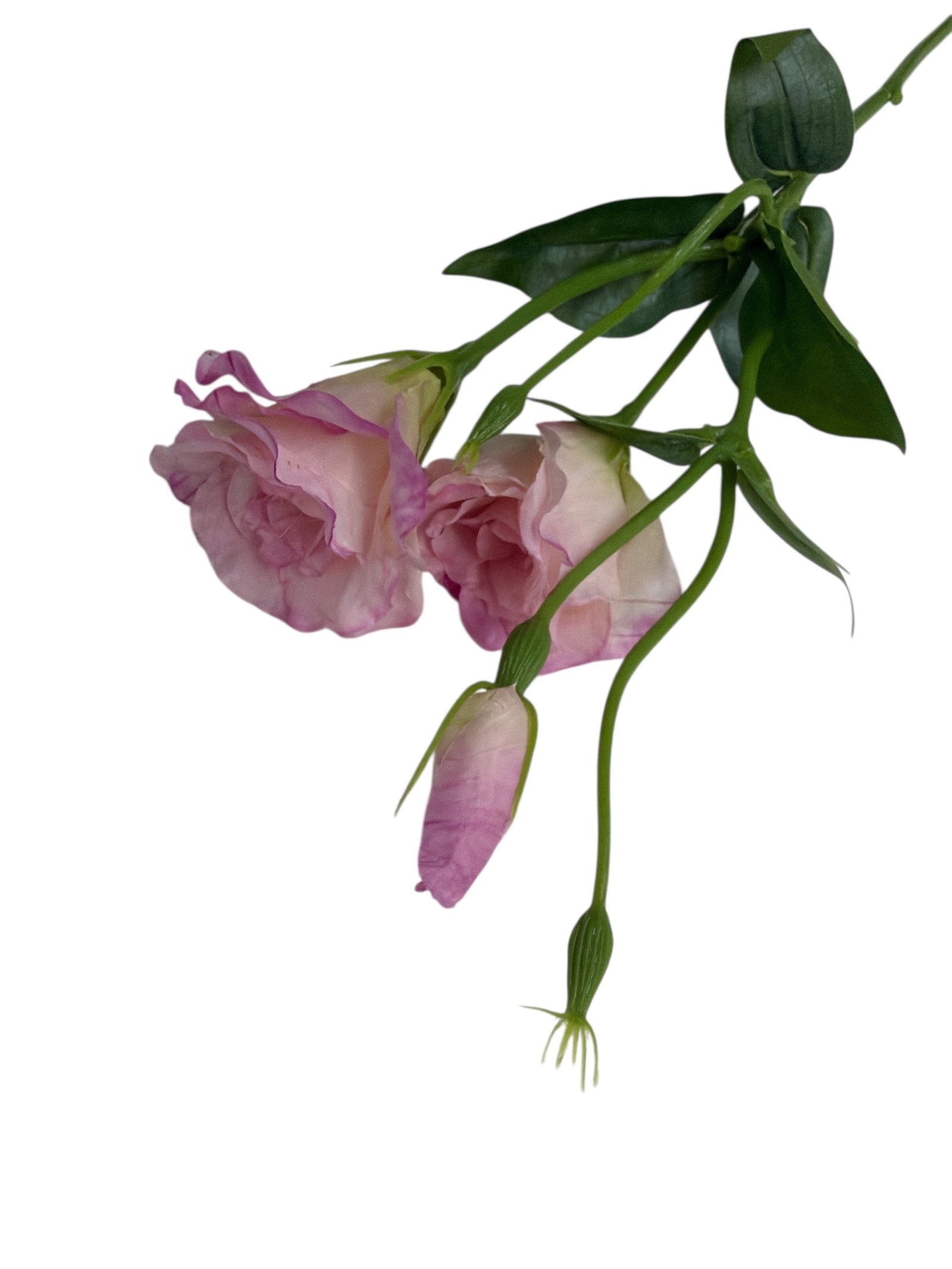 Photoroom_20251211_160501