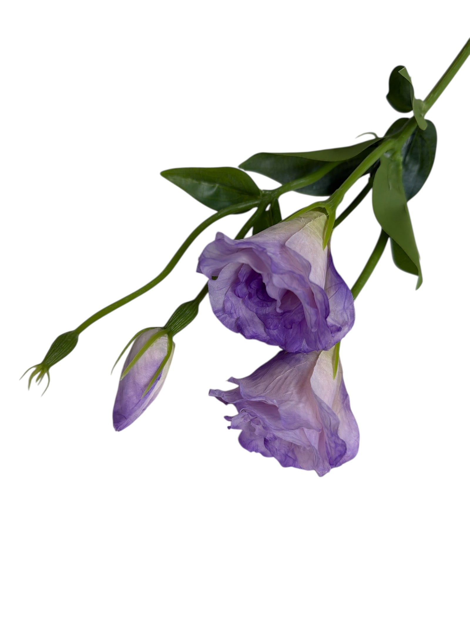 Photoroom_20251211_160551