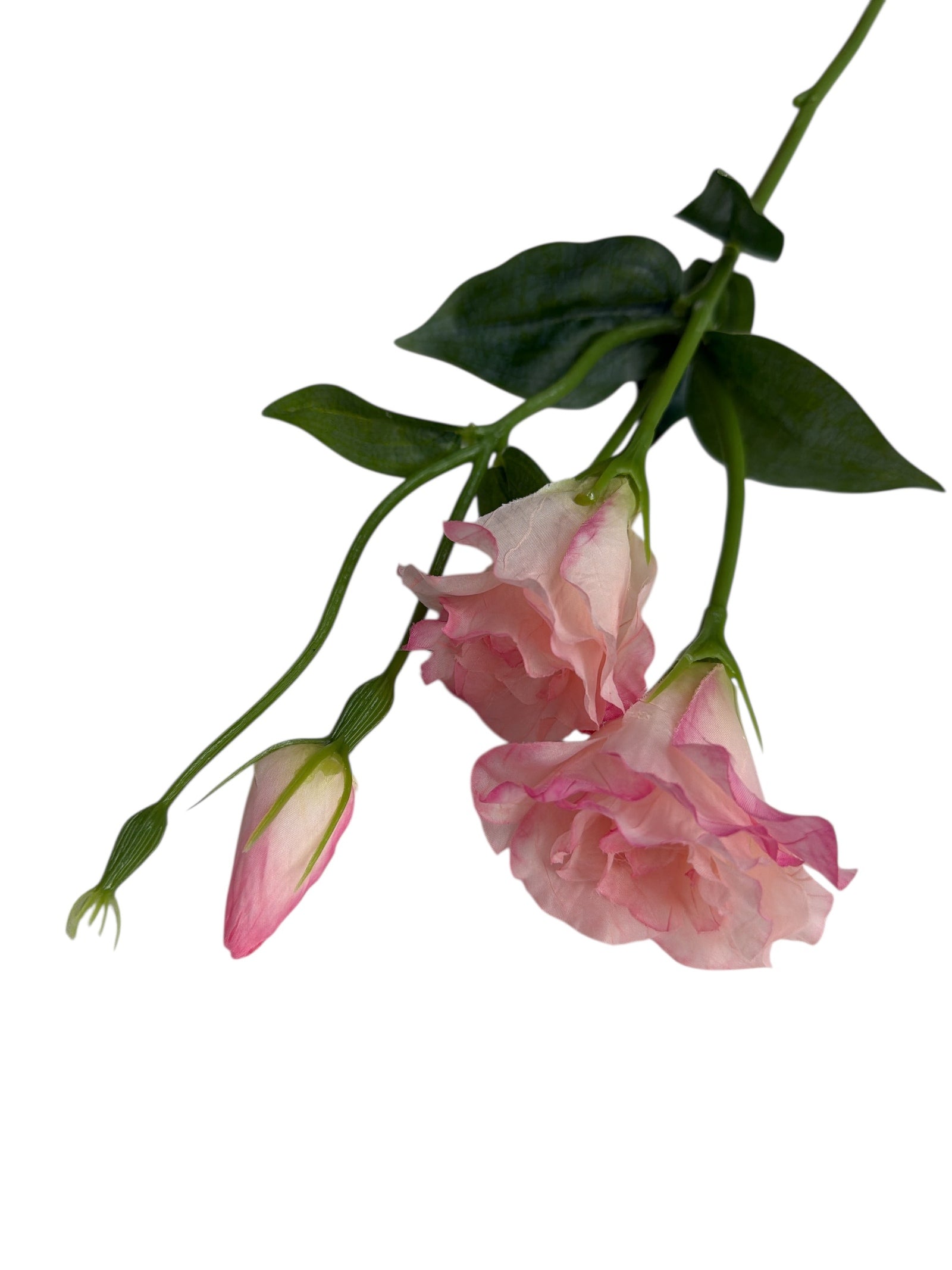 Photoroom_20251211_160644