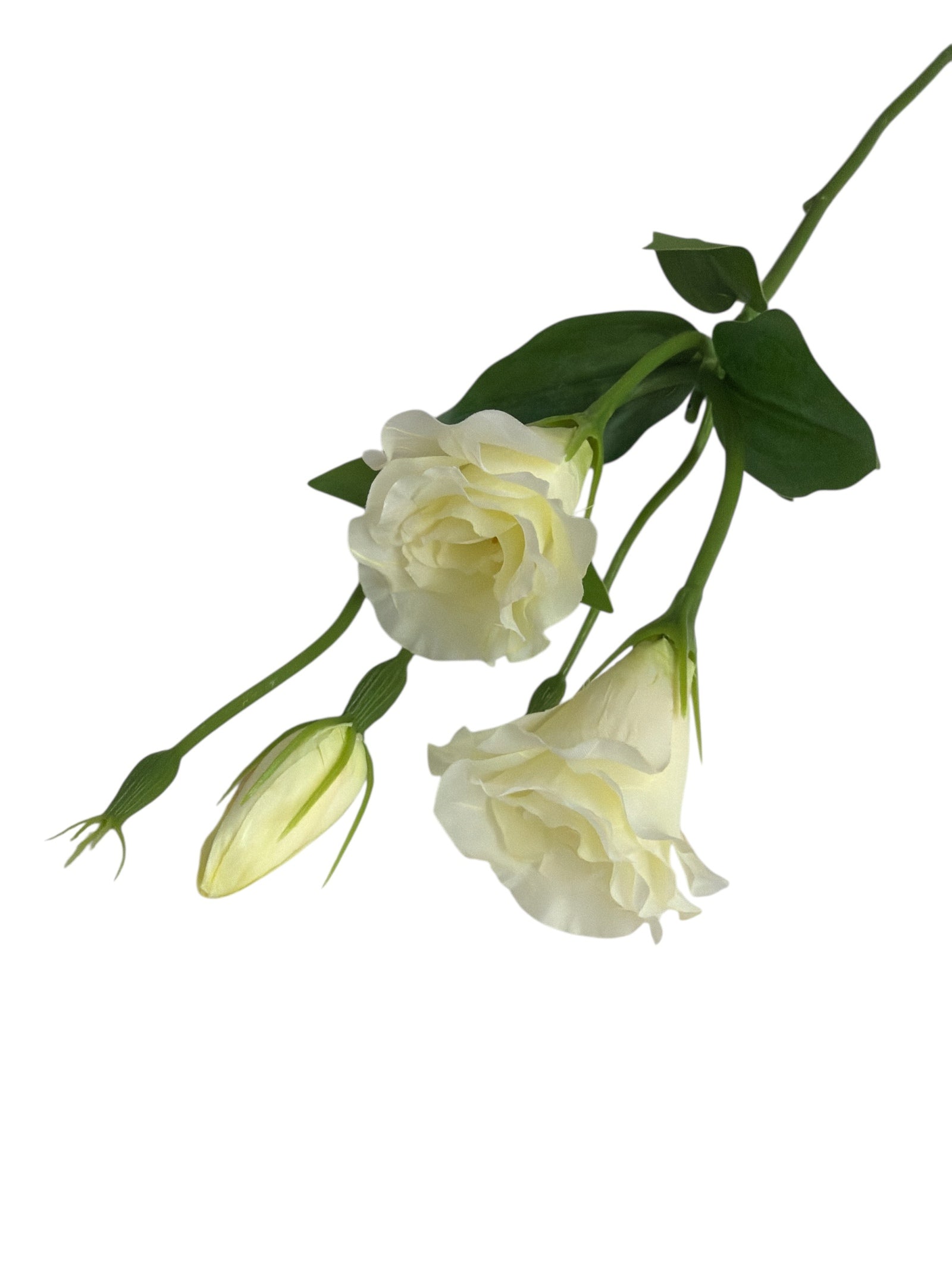 Photoroom_20251211_160718