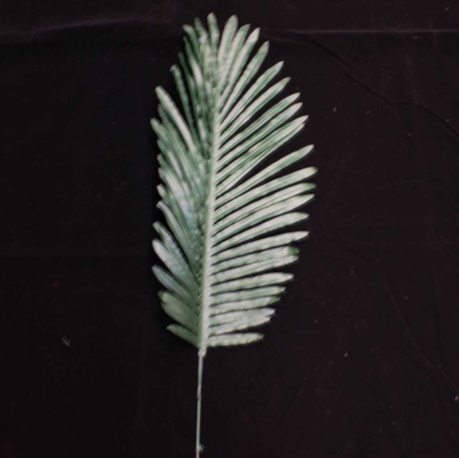 frunze-palmier-12set-70cm