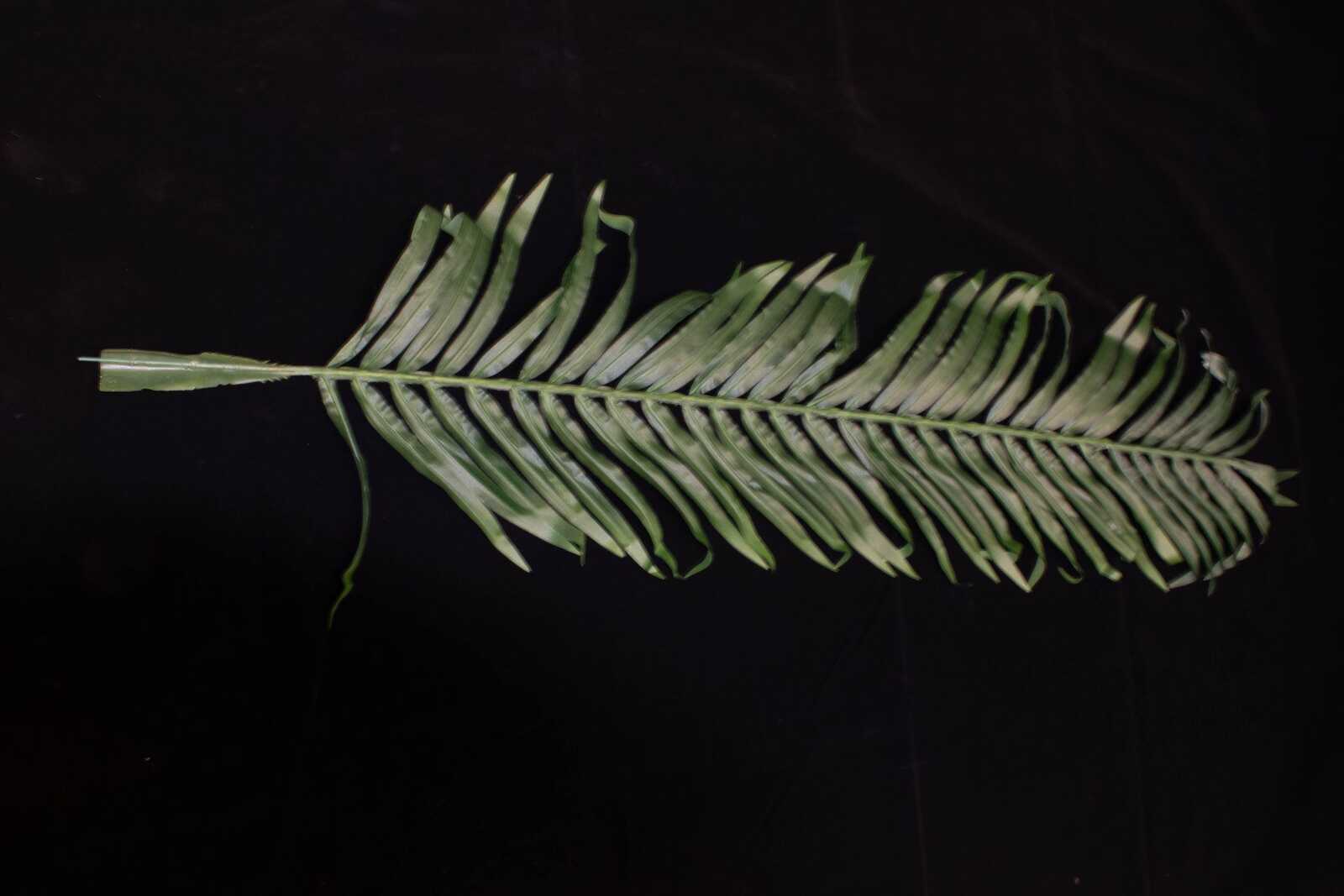 frunza-palmier-100cm