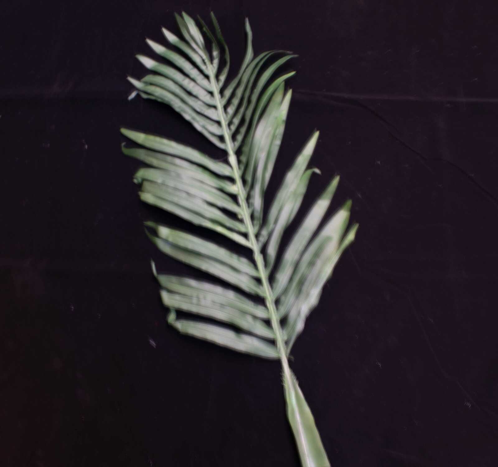 frunza-palmier-120cm