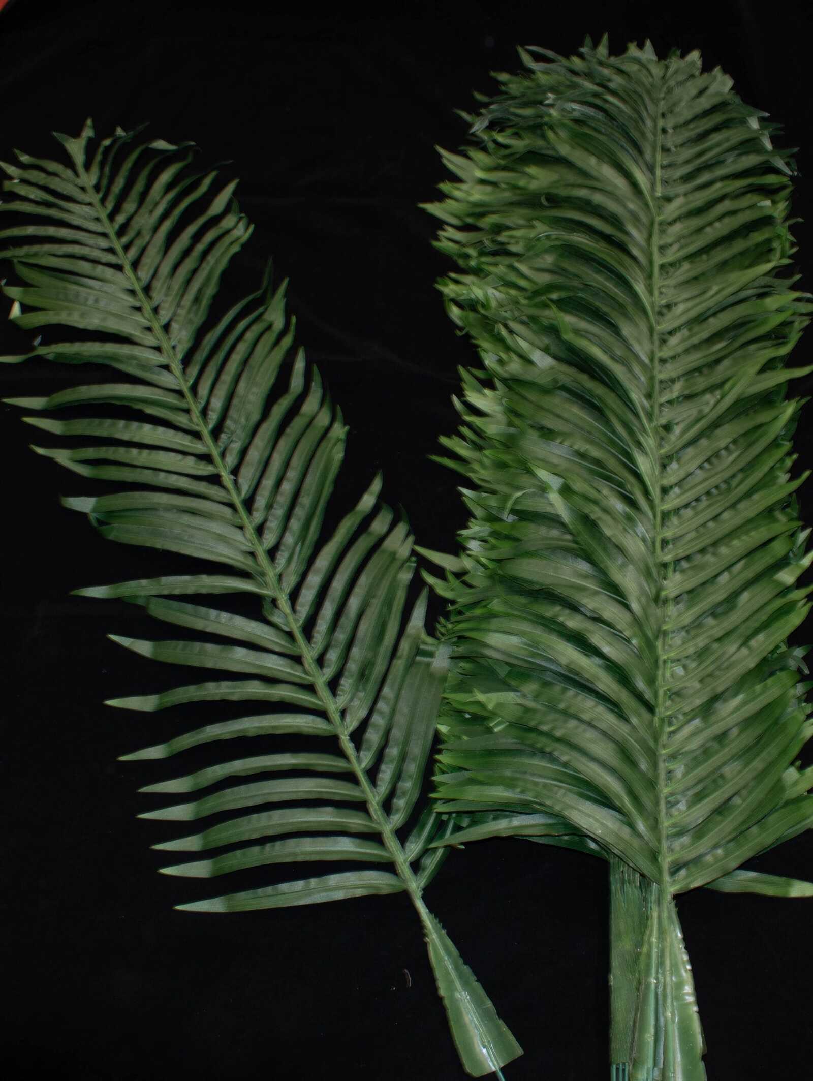 frunza-palmier-140cm