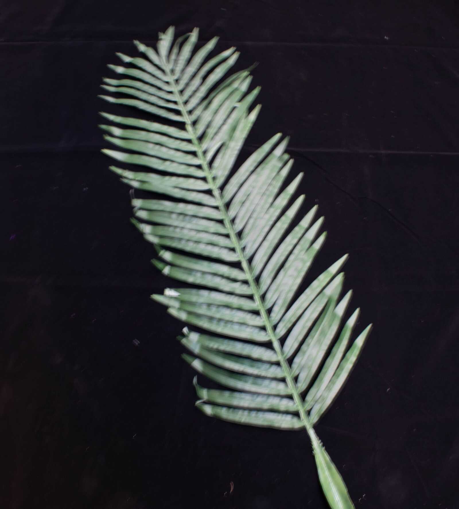 frunza-palmier-140cm