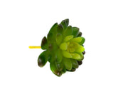 plante-suculente-verde-deschis