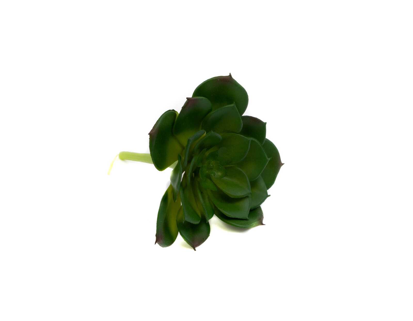 plante-suculente-frunza-lata