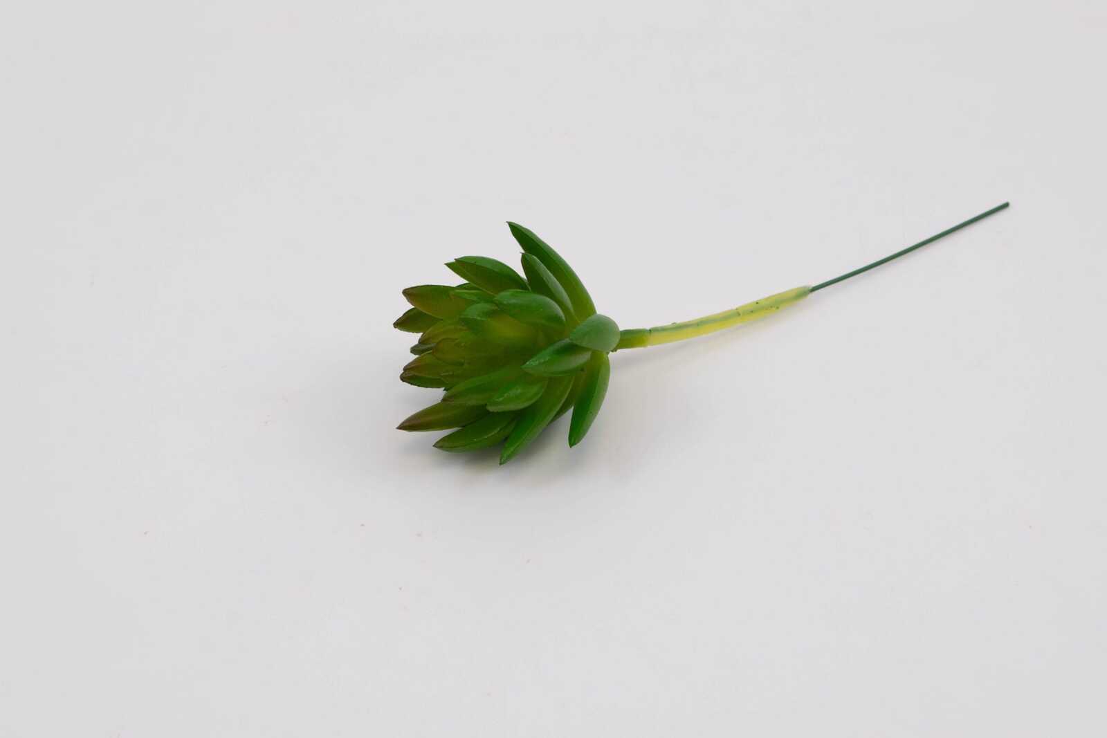 plante-suculente-mica-2-culori