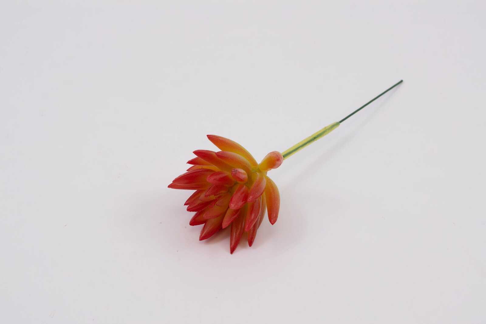 plante-suculente-mica-2-culori