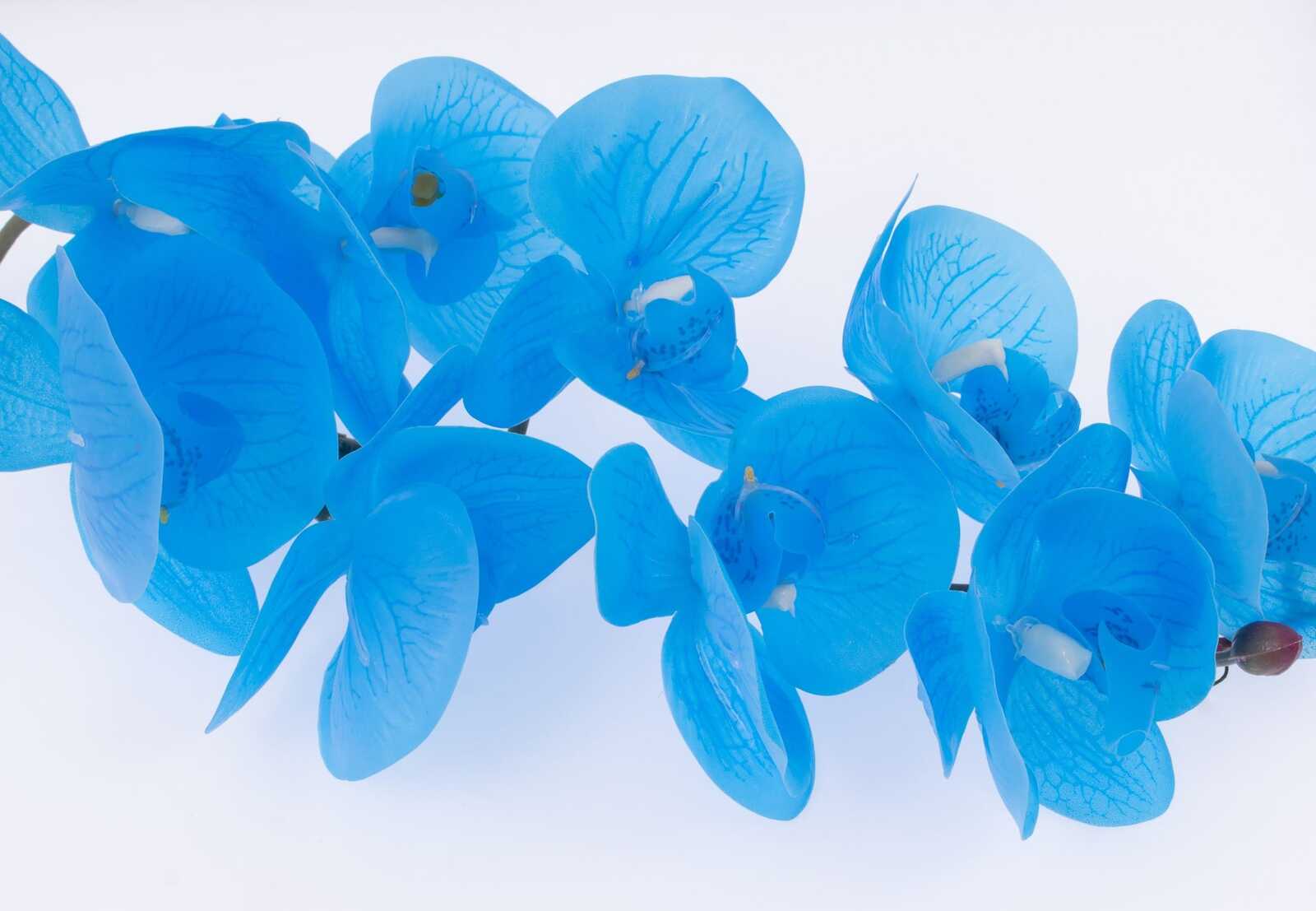 flori-artificiale-orhidee-9-flori-bleo