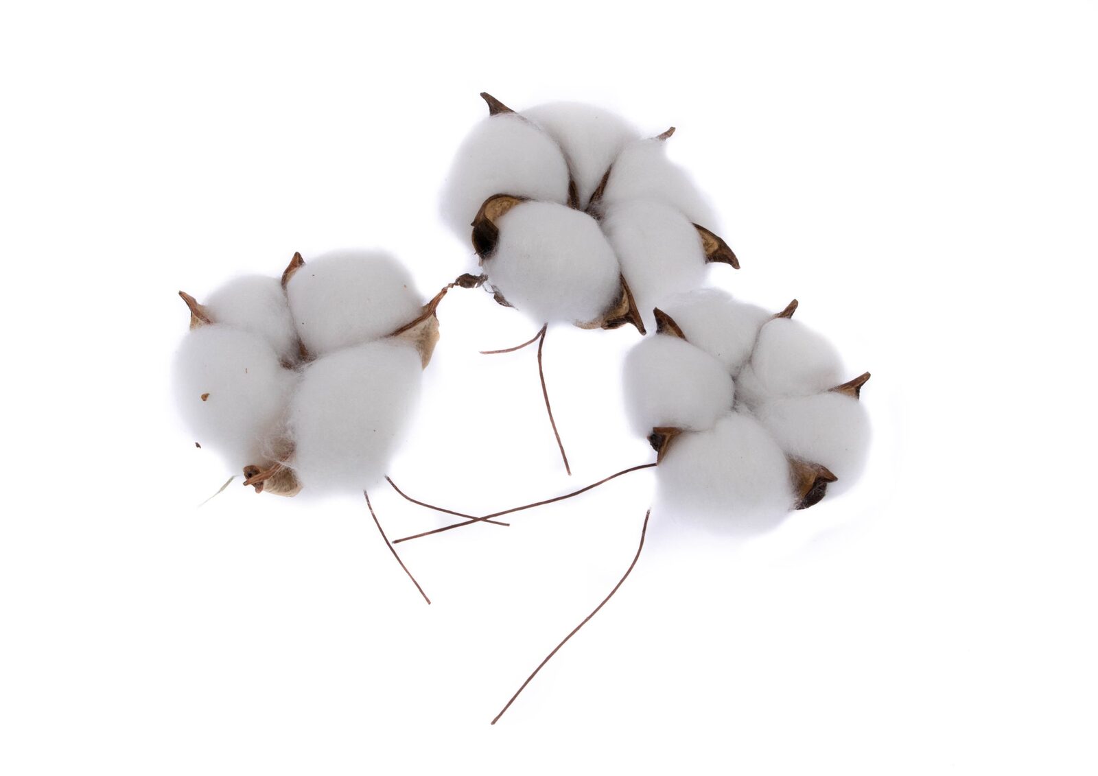 flori-artificiale-flori-bumbac-50set-alb