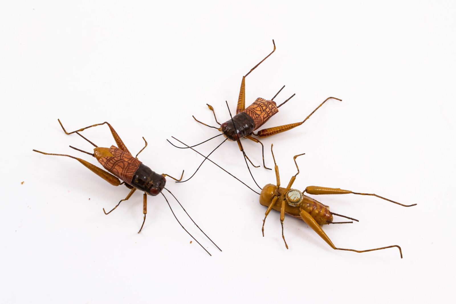 magnet-pentru-frigider-greiere-maro-24set