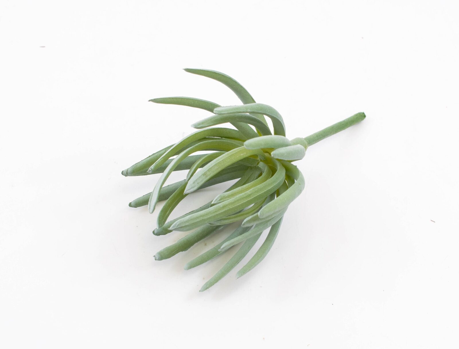 plante-suculente-argintiu