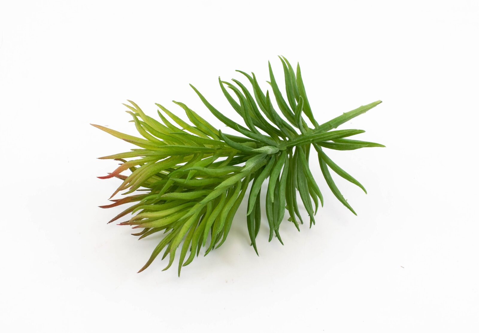 plante-suculente-3-crengute