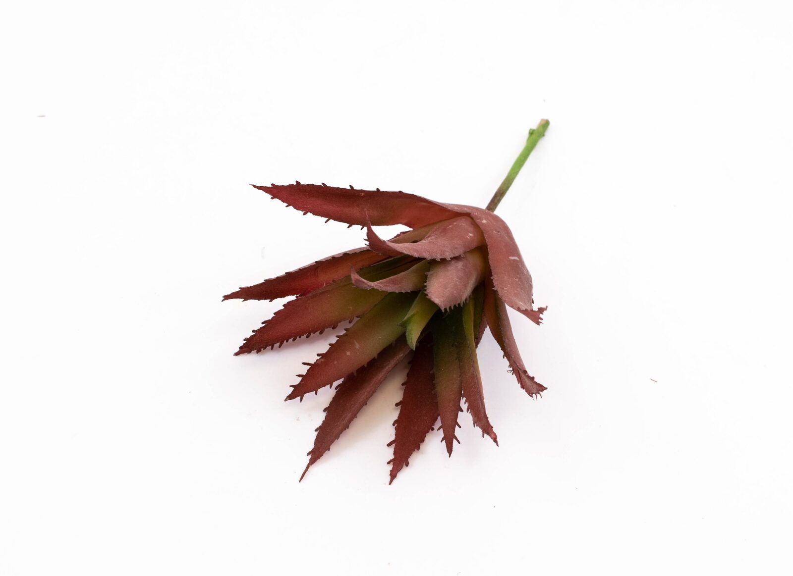 plante-suculente-aloe