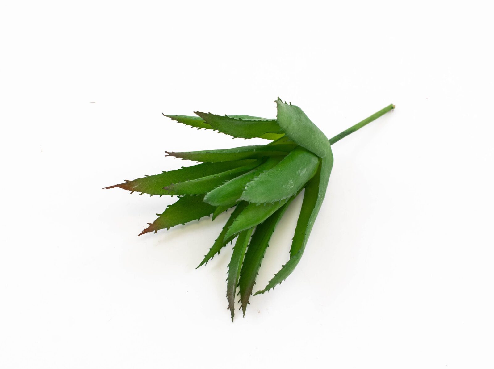 plante-suculente-aloe