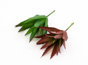 plante-suculente-aloe