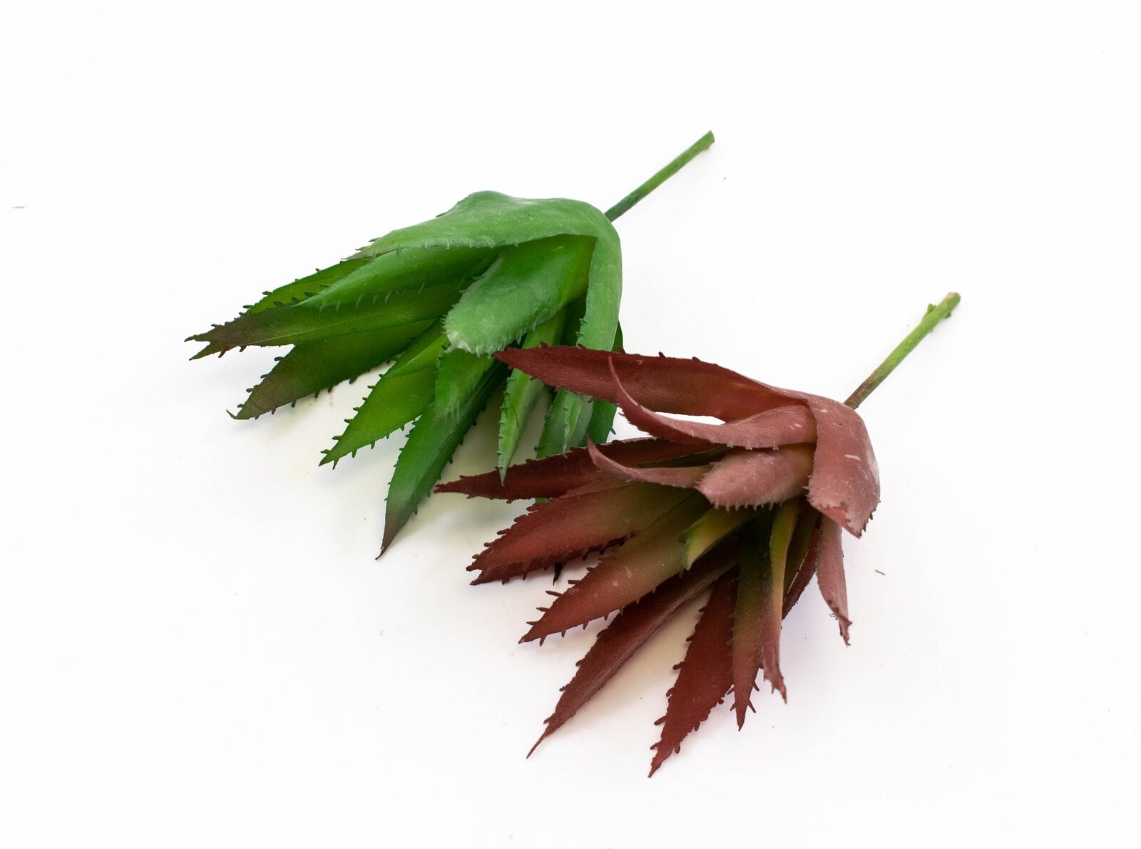 plante-suculente-aloe