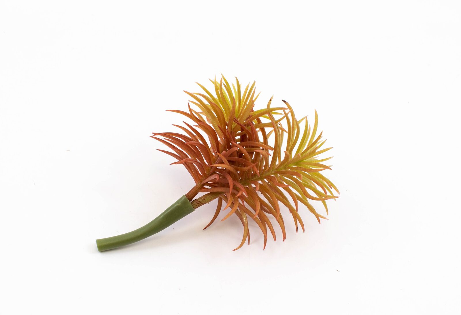 plante-suculente-2-crengute