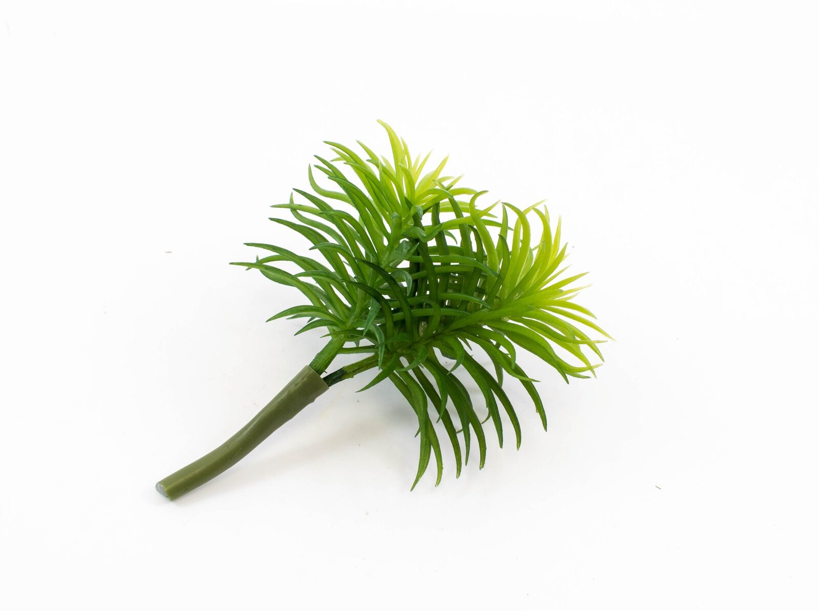 plante-suculente-2-crengute