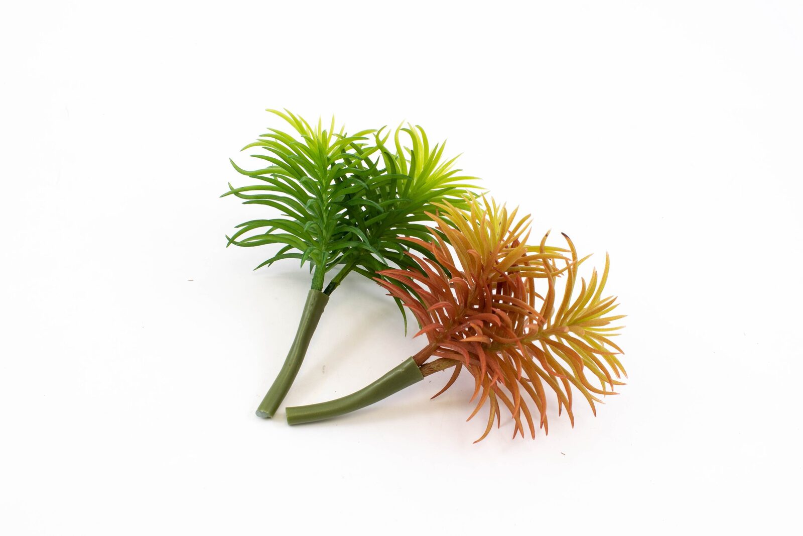 plante-suculente-2-crengute