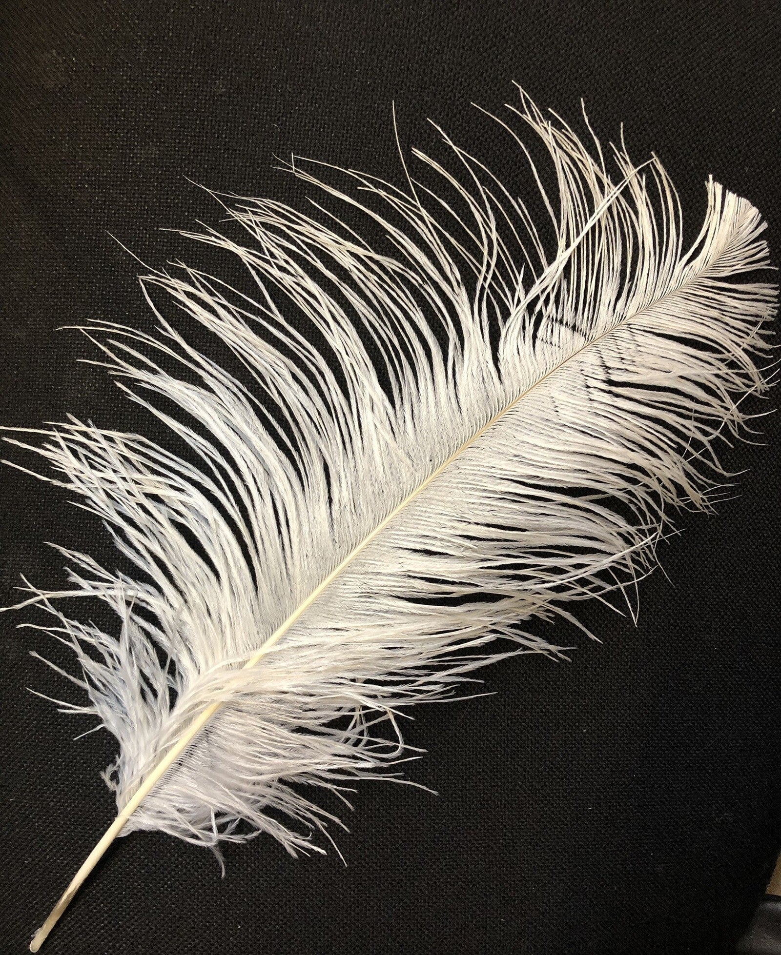 pene-alb-40-45cm-10set