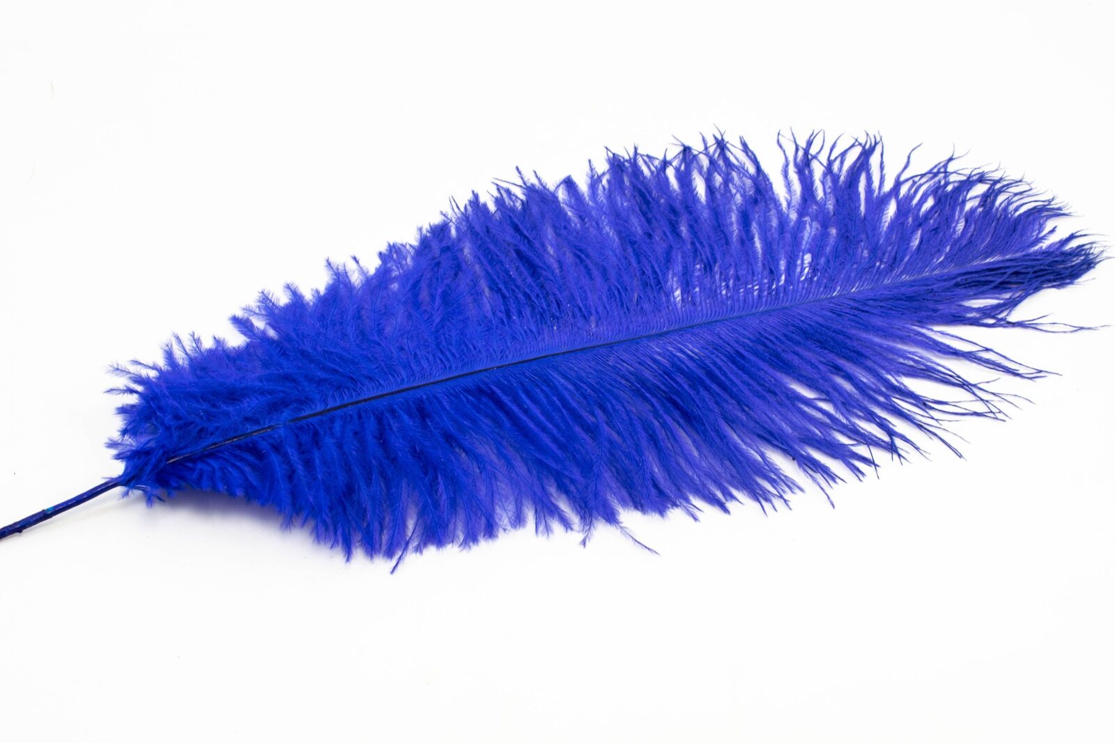 pene-de-strut-albastru-40-45cm