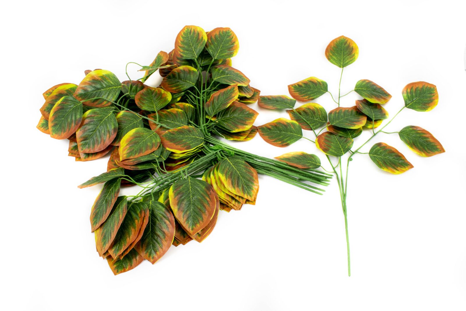 crengi-12set-frunze-ovale-verde-margini-galben