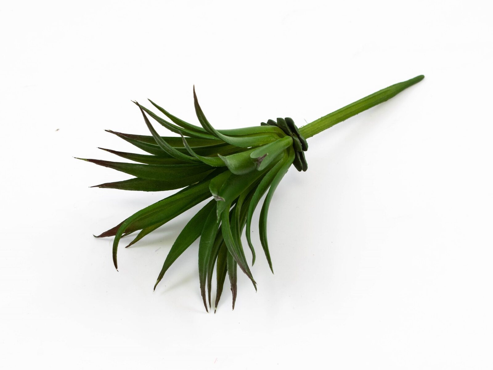 plante-suculente-frunza-ananas