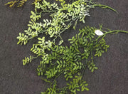 buchet-frunze-salcam-2set