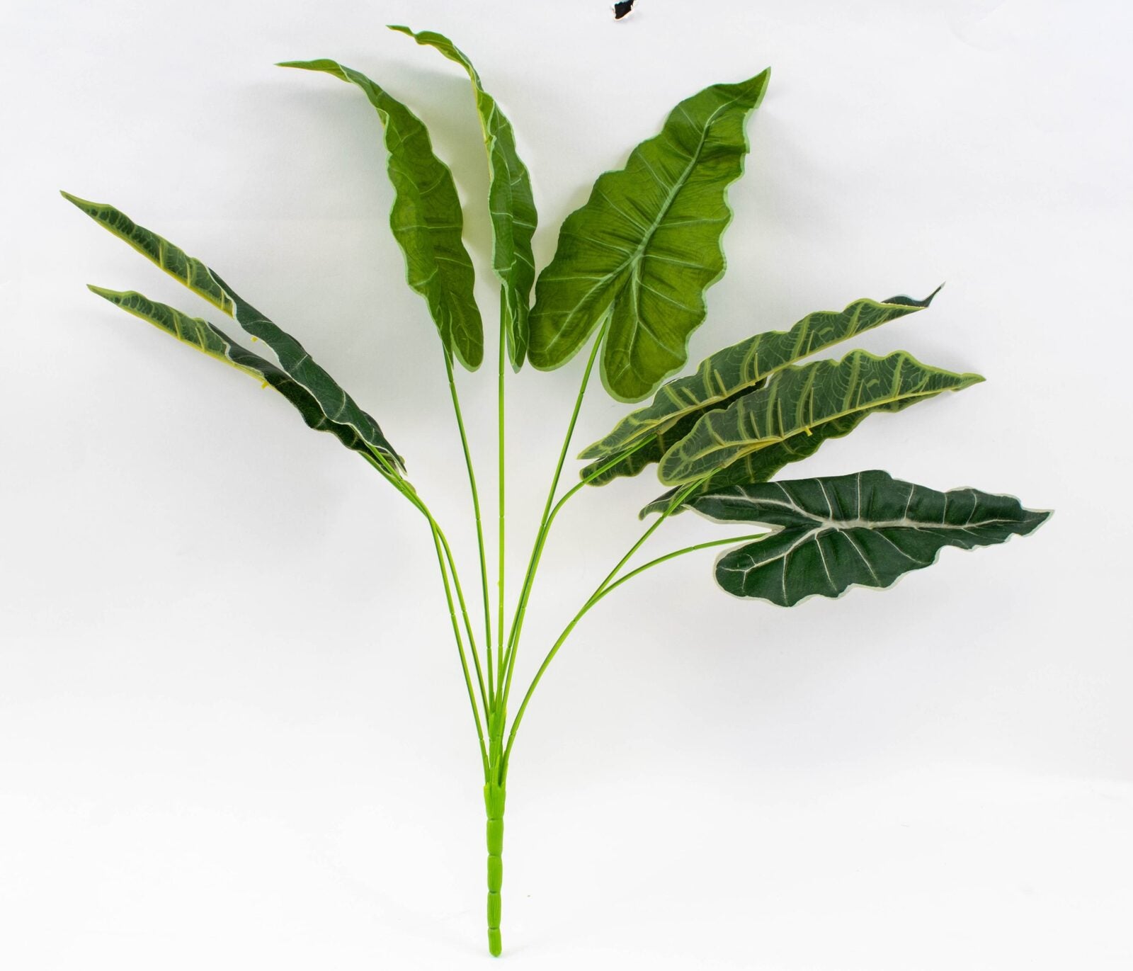 buchet-frunze-alocasia