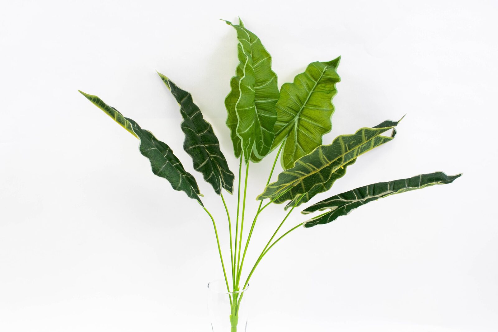 buchet-frunze-alocasia